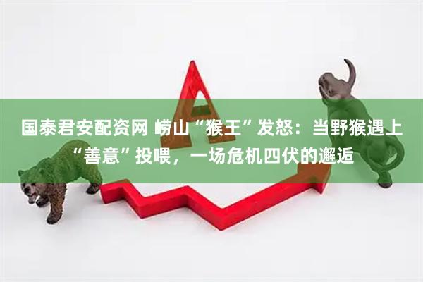 国泰君安配资网 崂山“猴王”发怒：当野猴遇上“善意”投喂，一场危机四伏的邂逅